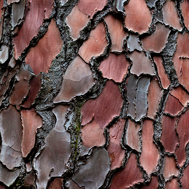 Extract uscat de scoarță